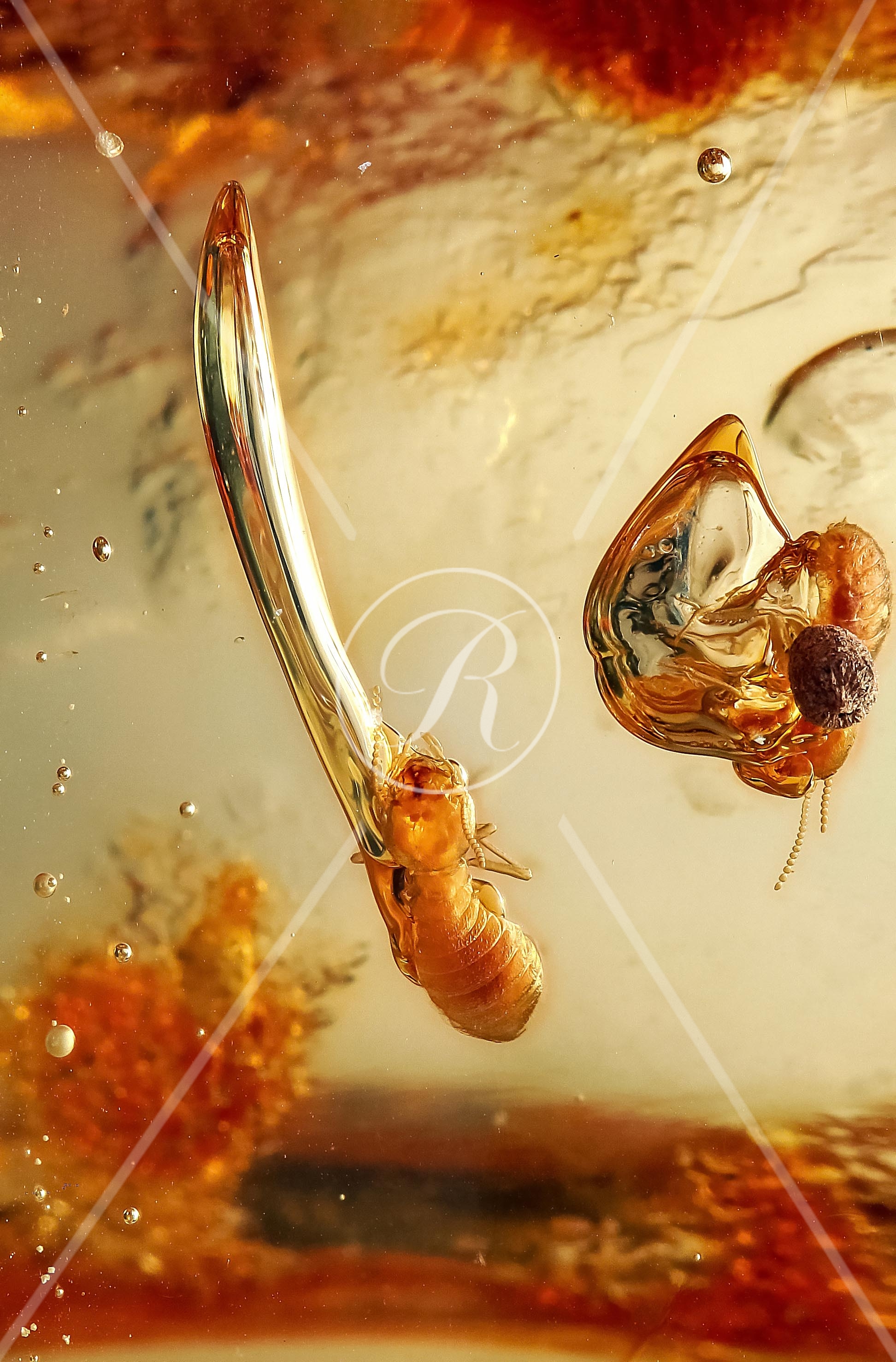 Watermark_195_N107 Prof icc  New version  .jpg